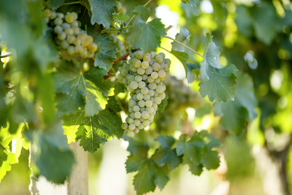 Винодельня "Дербент Вино"