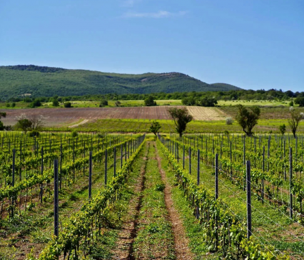 Винодельня "Tempelhof Winery"