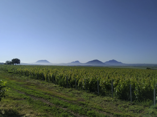 Винодельня "Tempelhof Winery"