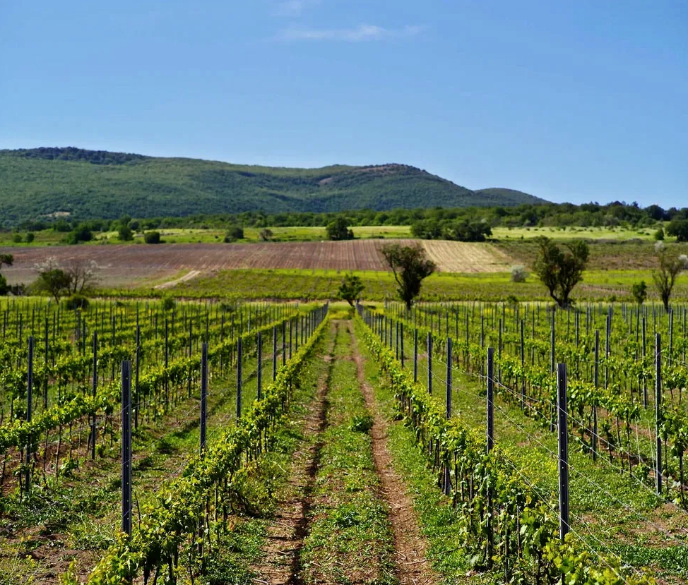 Винодельня "Покровская"