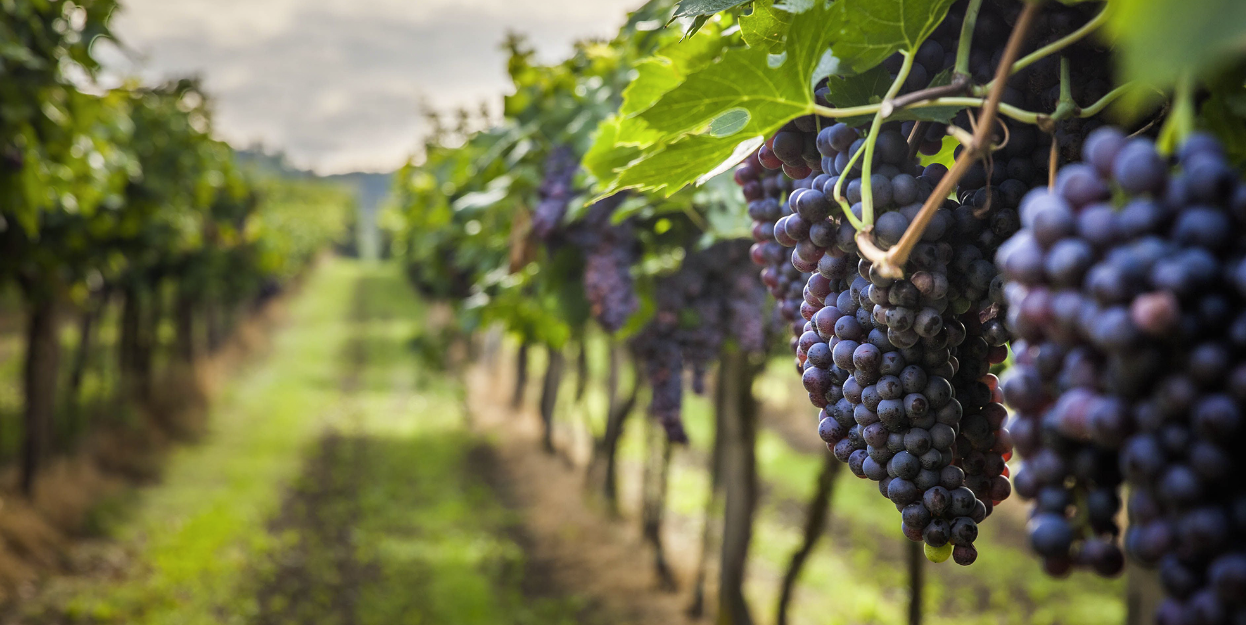 Винодельня "Покровская"