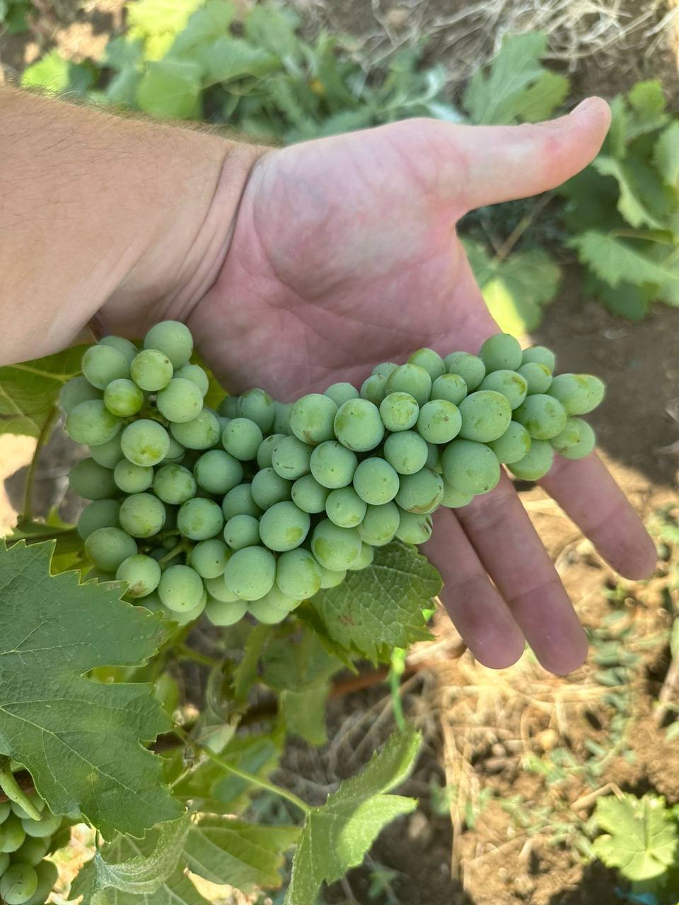 Винодельня "Domaine de la Vivandiere"