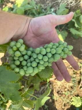 Винодельня "Domaine de la Vivandiere"