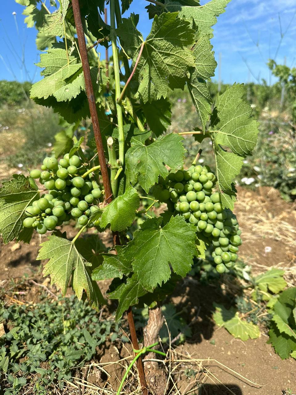 Винодельня "Domaine de la Vivandiere"