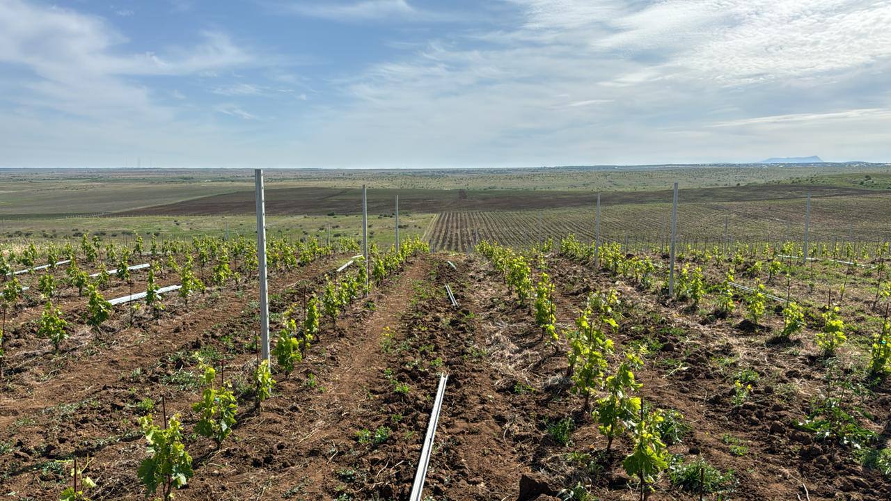 Винодельня "Domaine de la Vivandiere"