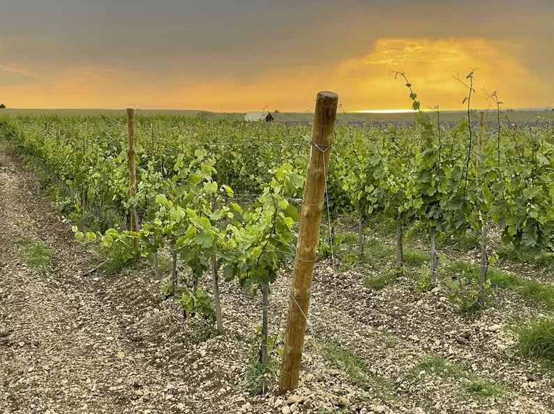 Винодельня "Ароматное"