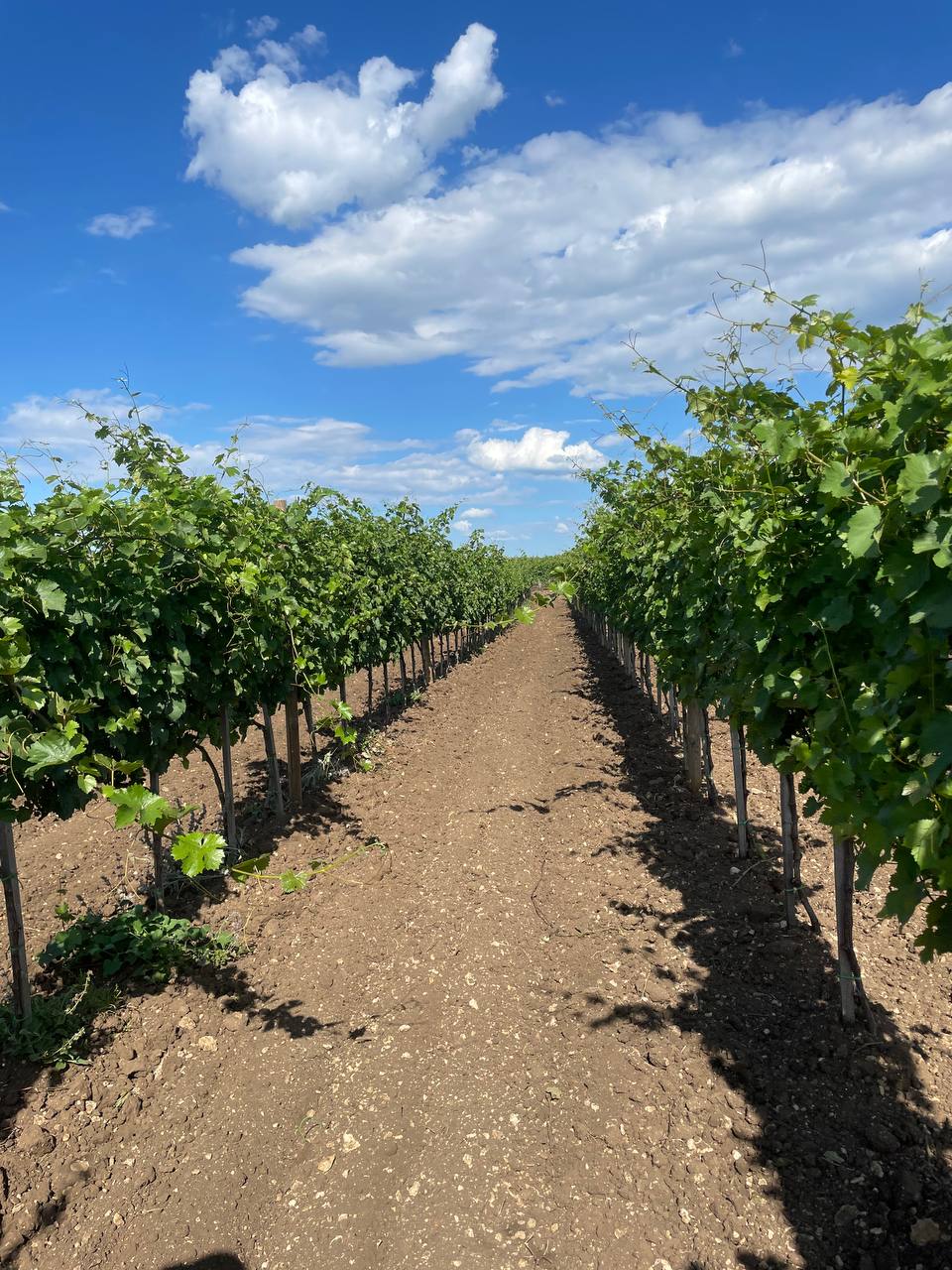 Винодельня "Ароматное"