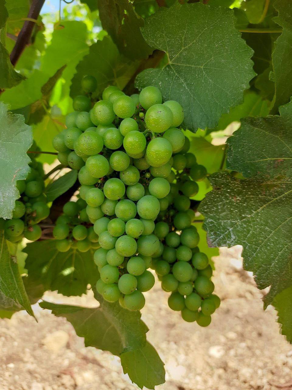 Винодельня "Ароматное"