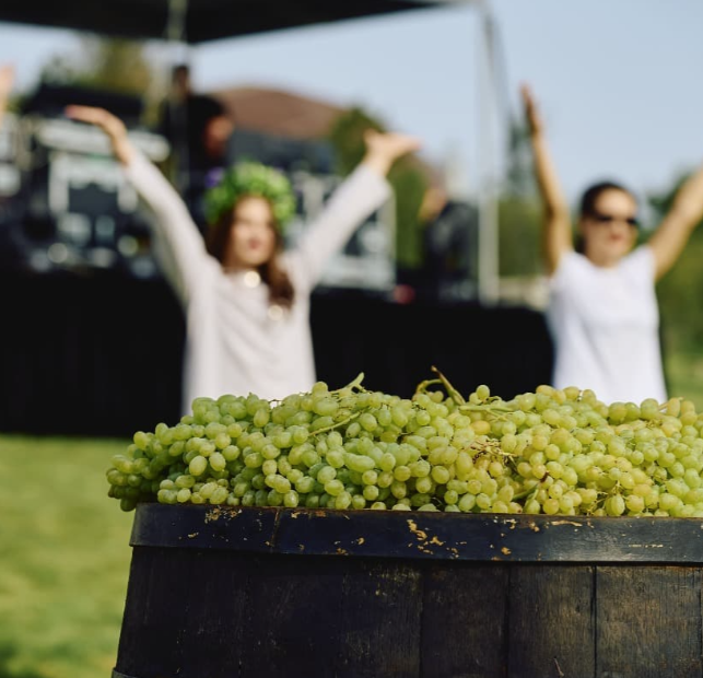 Винодельня "Плиогория"