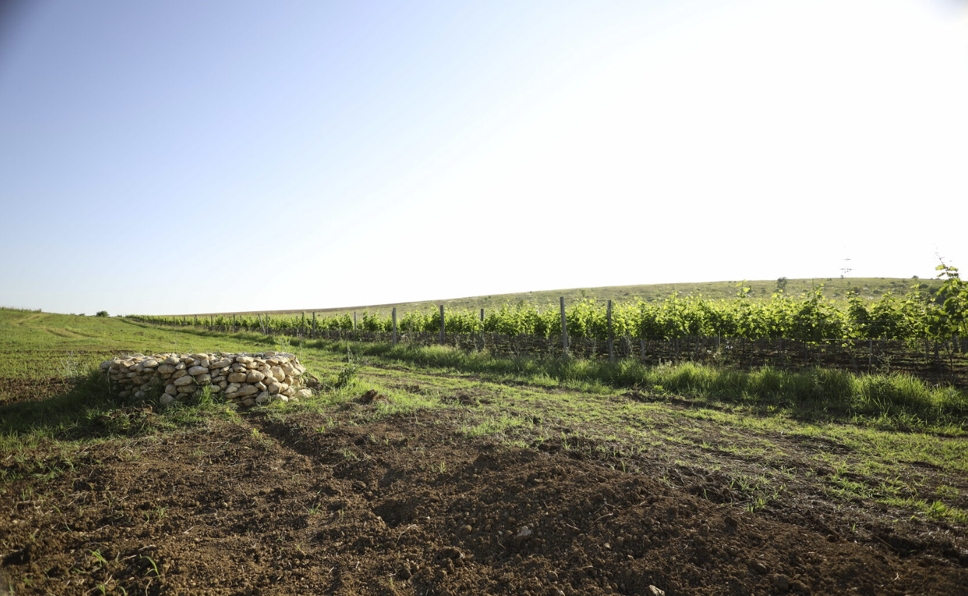 Винодельня "Плиогория"