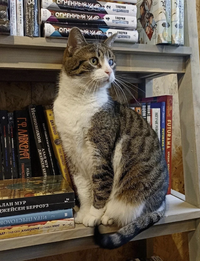 ​Книжный магазин "Кот учёный"