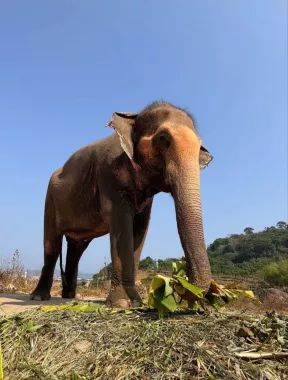 Заповедник «Bukit Elephant Park»