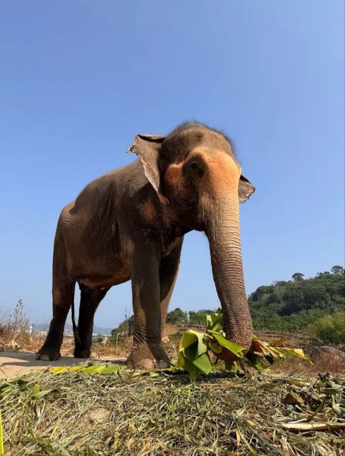 Заповедник Bukit Elephant Park  в  Пхукете
