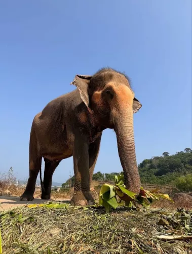 Заповедник Bukit Elephant Park  в  Пхукете