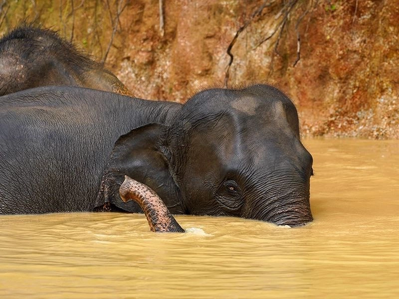 Заповедник Bukit Elephant Park в Пхукете: Животные, Туризм, Природа,