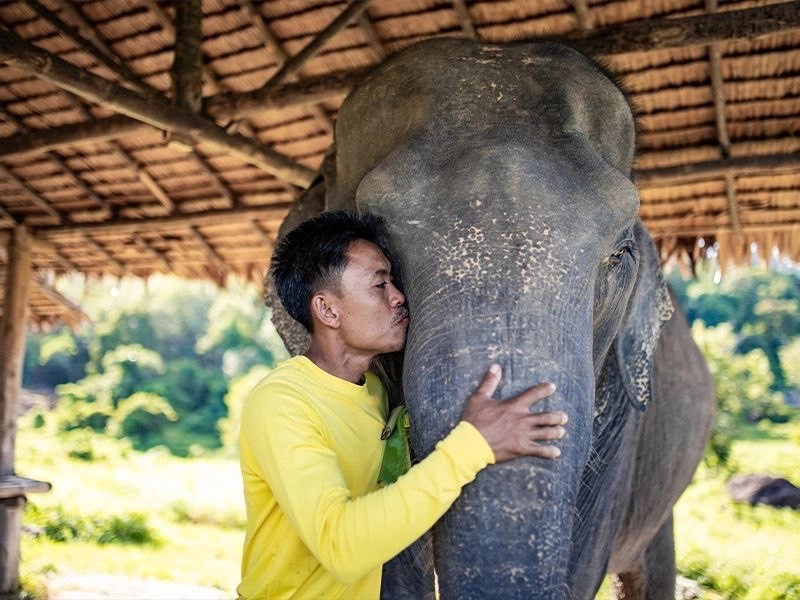 Заповедник Bukit Elephant Park в Пхукете: Животные, Туризм, Природа,