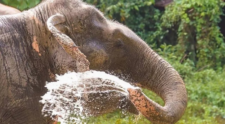 Заповедник Bukit Elephant Park в Пхукете: Животные, Туризм, Природа,