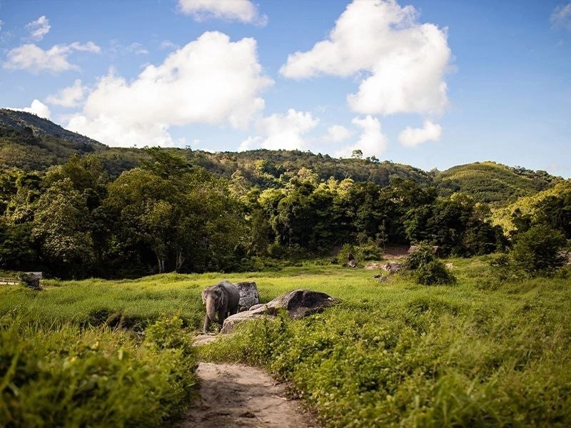 Заповедник Bukit Elephant Park в Пхукете: Животные, Туризм, Природа,