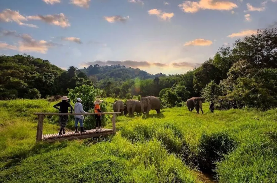 Заповедник Bukit Elephant Park в Пхукете: Животные, Туризм, Природа,
