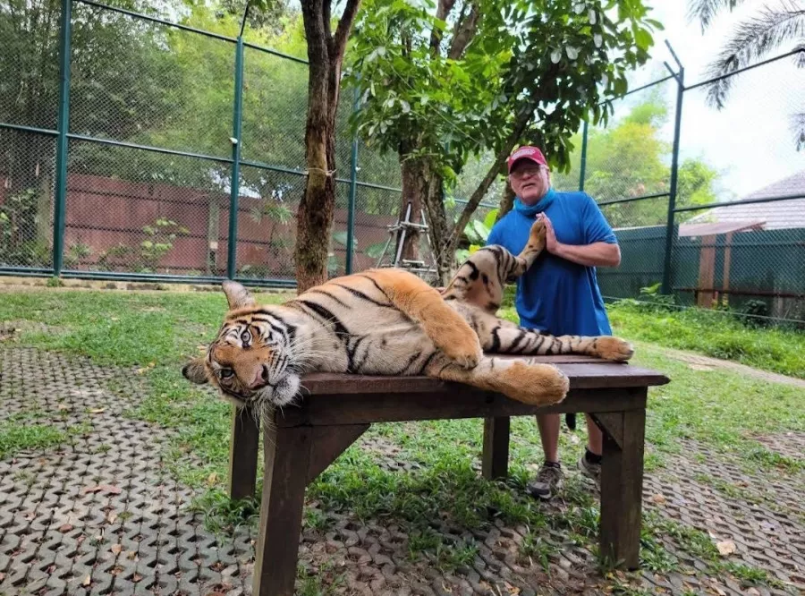 Заповедник Tiger Kingdom в Пхукете: Sanctuary , Nature, Tigers, Тигры, Заповедник , Природа,