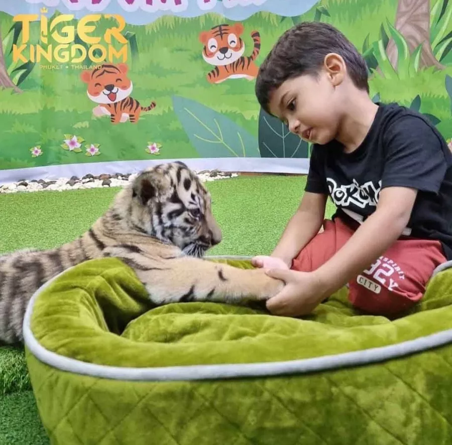 Заповедник Tiger Kingdom в Пхукете: Sanctuary , Nature, Tigers, Тигры, Заповедник , Природа,
