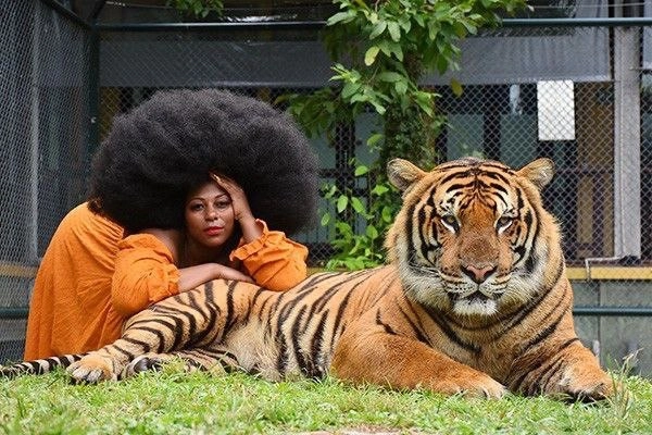 Заповедник Tiger Kingdom в Пхукете: Sanctuary , Nature, Tigers, Тигры, Заповедник , Природа,