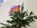 Миниатюра 7