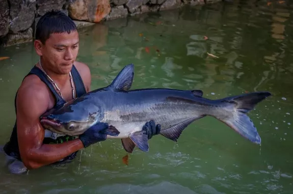 Рыболовный Пруд «Monster Fishing Park Phuket»