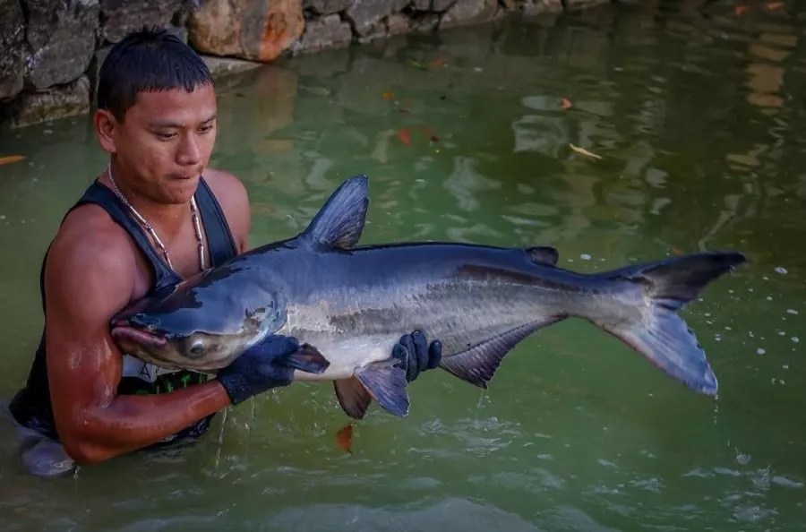 Рыболовный Пруд Monster Fishing Park Phuket в Пхукете: Рыбы, Fishing, Fishes, Озеро, Lake, Рыбалка,