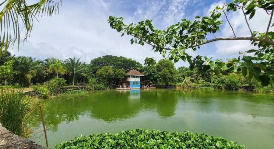 Рыболовный Пруд Monster Fishing Park Phuket в Пхукете: Рыбы, Fishing, Fishes, Озеро, Lake, Рыбалка,