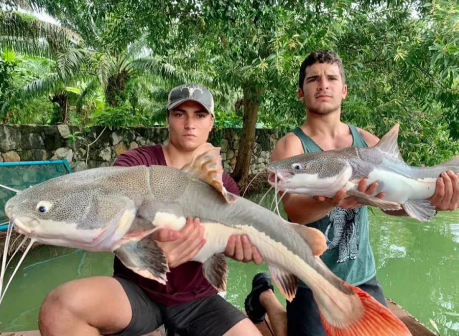 Рыболовный Пруд Monster Fishing Park Phuket в Пхукете: Рыбы, Fishing, Fishes, Озеро, Lake, Рыбалка,