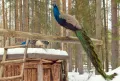 Миниатюра 6