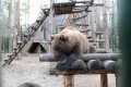 Миниатюра 8