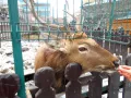 Миниатюра 7
