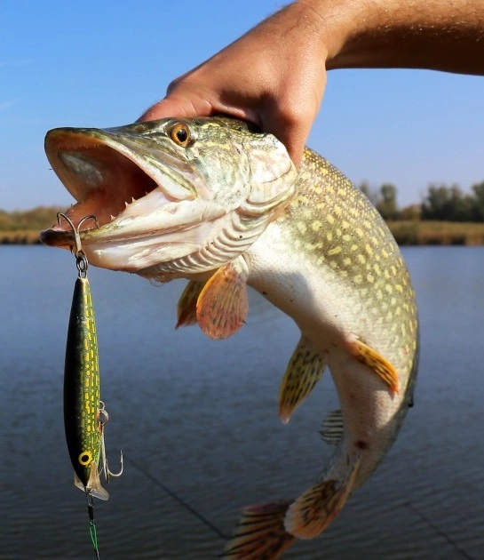 Шабровский Пруд - Платная Рыбалкаа в Екатеринбурге: Рыбалка, Озеро, Корпоратив,