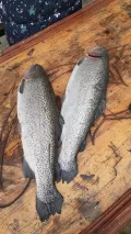 Миниатюра 9