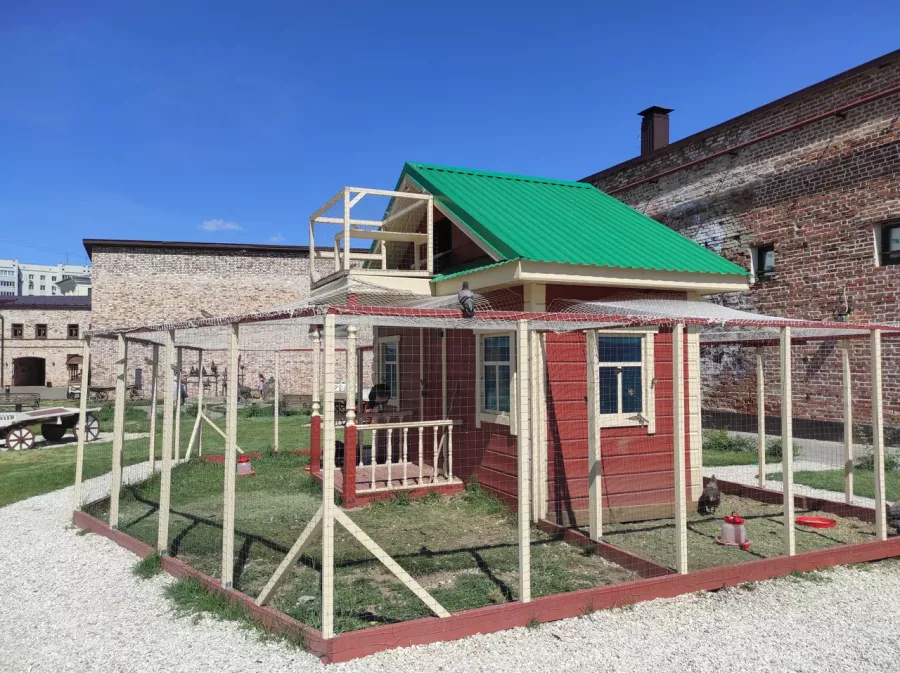 Птичий дом в Казани: Зоопарк, Любимцы, Птицы, Чилим, Павлины, Природа, Zoo, Animals, Birds, Развлечения, Pigeons, Peacocks,