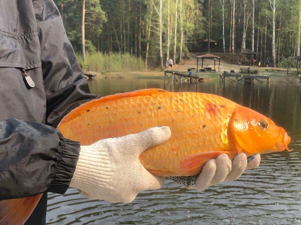 Рыбалка на Калиновке. Рыболовный Клуб в Екатеринбурге: Рыбалка, Катер,