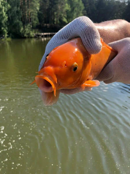 Рыбалка на Калиновке. Рыболовный Клуб в Екатеринбурге: Рыбалка, Катер,
