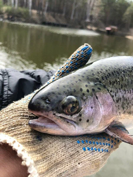 Рыбалка на Калиновке. Рыболовный Клуб в Екатеринбурге: Рыбалка, Катер,