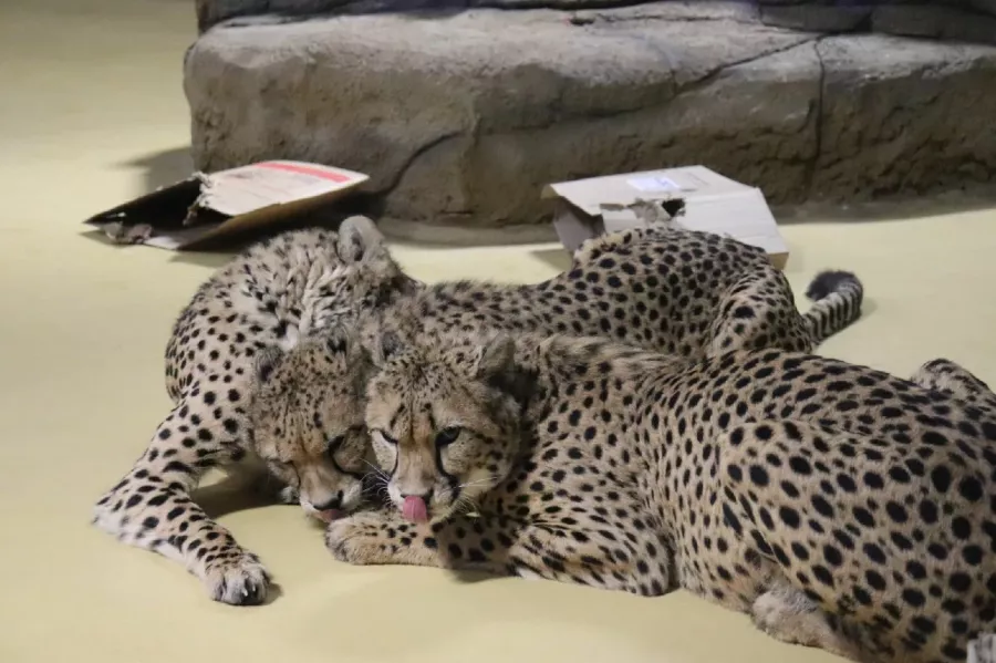 Река Замбези в Казани: Зоопарк, Любимцы, Kids, Чилим, Дети, Природа, Zoo, Animals,