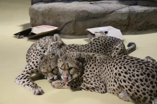 Река Замбези  в  Казани