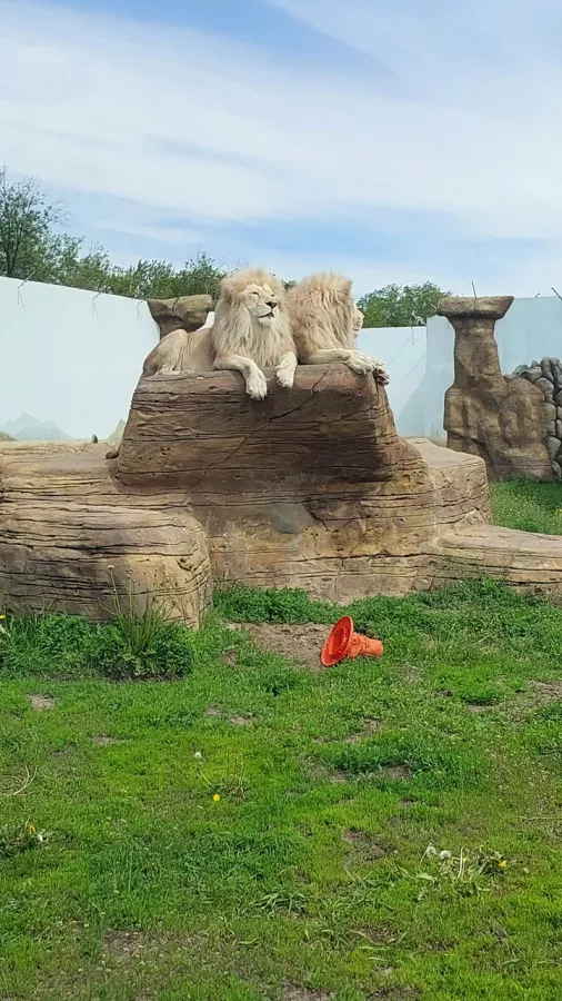 Река Замбези в Казани: Зоопарк, Любимцы, Kids, Чилим, Дети, Природа, Zoo, Animals,