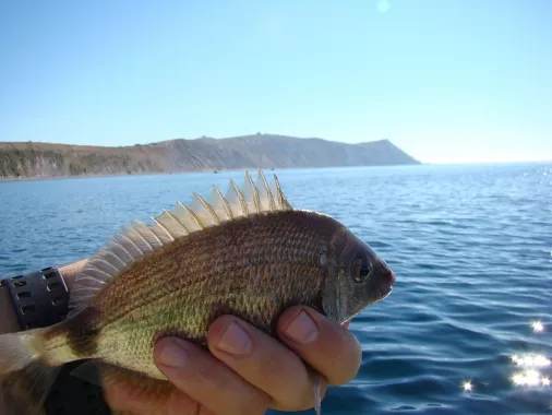 Морская рыбалка. Рыболовный клуб
