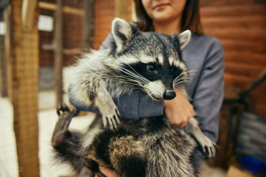 Зоопарк Обнимашки в Уфе: Животные, Зоопарк, Детям, Природа,