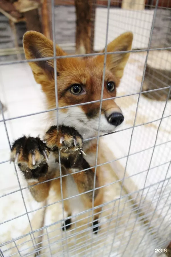 Зоопарк Обнимашки в Уфе: Животные, Зоопарк, Детям, Природа,