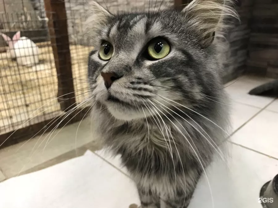 Зоопарк Обнимашки в Уфе: Животные, Зоопарк, Детям, Природа,