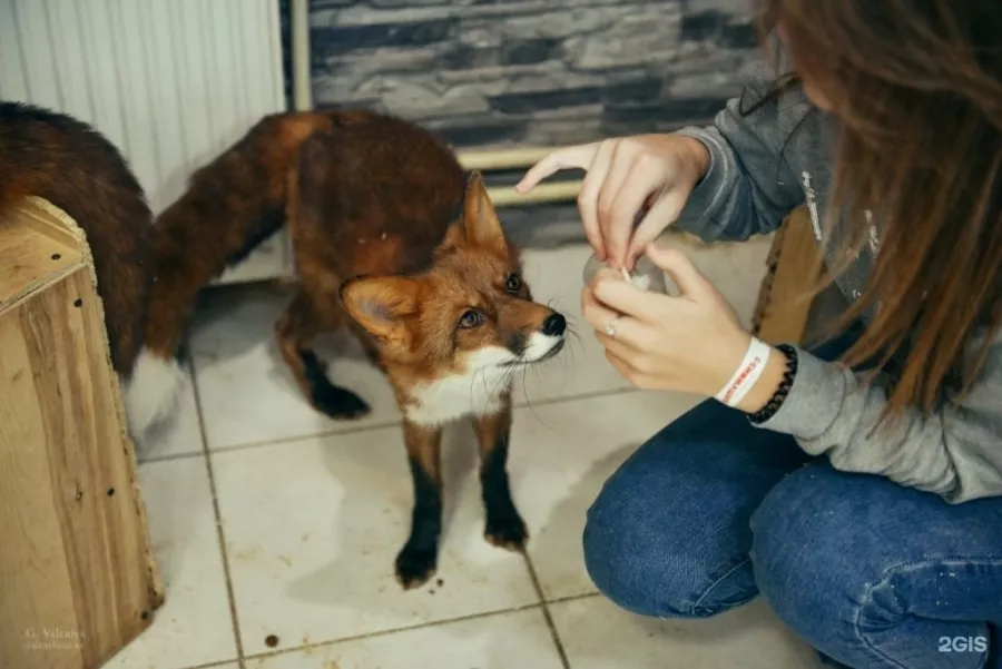 Зоопарк Обнимашки в Уфе: Животные, Зоопарк, Детям, Природа,