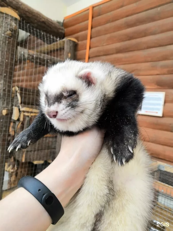 Зоопарк Обнимашки в Уфе: Животные, Зоопарк, Детям, Природа,