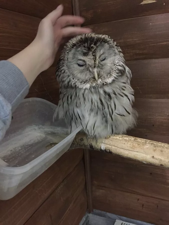 Зоопарк Обнимашки в Уфе: Животные, Зоопарк, Детям, Природа,